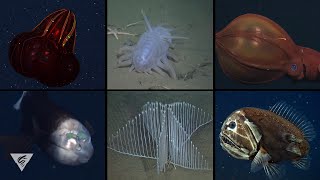 Creature feature Some of MBARIs most iconic deepsea critters [upl. by Akeirahs]