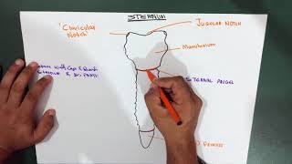 Introduction  Thorax  Sternum  Part 1 Anatomy [upl. by Nedloh]