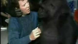 Shatner Goes Ape Over Koko the Gorilla  92908 [upl. by Naor]