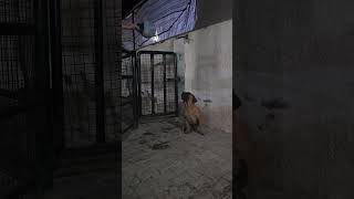 ماستيف هب مصر  Mastiff Hub Egypt  Boerboel [upl. by Nanaj]