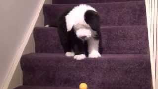 12 Week Old English Sheepdog puppy having fun Cute Funny [upl. by Veriee807]