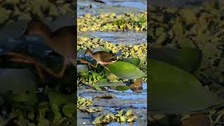 Purple Gallinule family dinner florida wildlife nature birds [upl. by Dean]