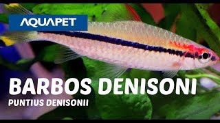 BARBOS DENISONI PUNTIUS DENISONII [upl. by Hough]