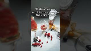 크랜베리Cranberry Vaccinium macrocarpon 놀라운 효능 TOP 3 [upl. by Eceer]