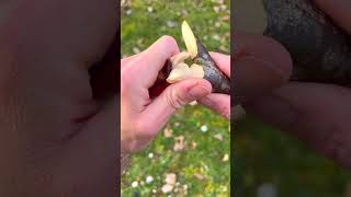 Best Technical Clamp Wood Working  What The Amazing Tip shorts reel viral diy [upl. by Ahsenauq]