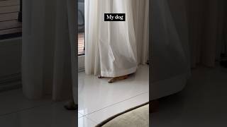 This is my Shiba shibalife dogbreed shiba shibapuppy cuteanimal funny training trainvideo [upl. by Elohcin]