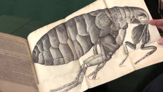 Robert Hooke Micrographia [upl. by Ecarret317]