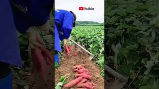 Its time to dig sweet potatoes in autumn [upl. by Arny]