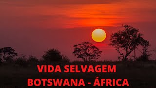 Vida Selvagem  África Selvagem  Documentário Selvagem  Vida Selvagem Áfricana Documentário [upl. by Inaleon]