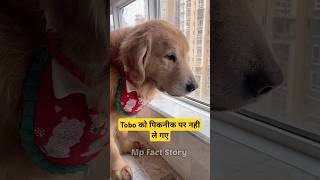 🐕Tobo को पिकनीक पर जाना है  mini wood toy  woodworking art skills  hand crafts shorts pets [upl. by Neeuq729]