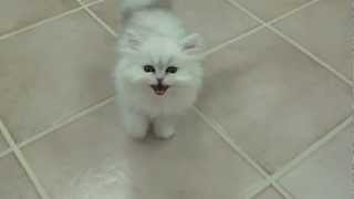 Cats 101 Chinchilla silver persian kitten [upl. by Cassaundra560]