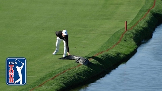 Cody Gribbles alligator encounter at Arnold Palmer Invitational [upl. by Nelyk639]