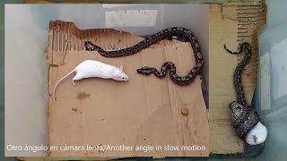 Ratón como alimento vivo para una Serpiente Boa sigma juvenil conocida como mazacuata constrictora [upl. by Rexanne]