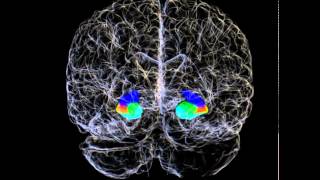 3D Hippocampus and Hippocampal Subfields of a Human Brain [upl. by Shu]