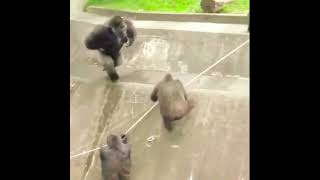 Gorilla beating Chase and ACT funny funnymemes viralvideo gorillatag ilmu [upl. by Ellynn791]