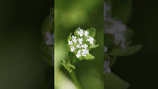 Turn on tune in and enjoy 60 seconds of wildflower love with Cornsalad Valerianella locusta [upl. by Gnav]