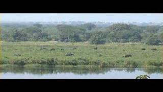 elephants crossing the river Nile [upl. by Reivax]