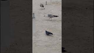 Young seagulls fighting over food seagull [upl. by Notterb]