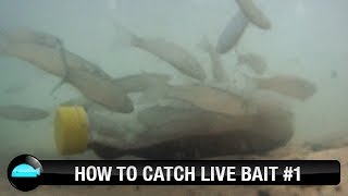 How To Catch Live Bait  We Flick Fishing Videos [upl. by Nicram893]