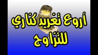 أروع تغريد كناري للتزاوج Mating song [upl. by Matland897]