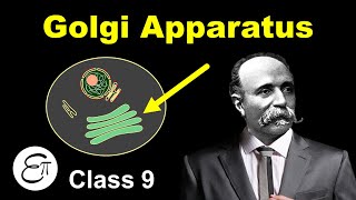 Golgi apparatus  The Fundamental Unit of Life  10  for Class 9 in Hindi [upl. by Ecirehs]