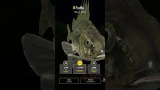 Trophy Ruffe Mosquito Lake russianfishing4spots russianfishing4 rf4 [upl. by Tessi]