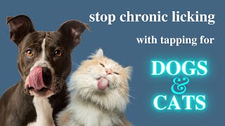 Stop Chronic Licking With Tapping for Cats and Dogs [upl. by Tterrej195]