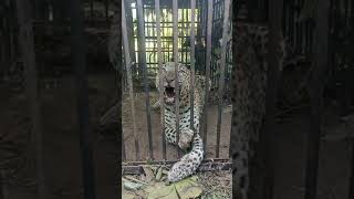 Cheetah found in jorhat 😱😱😰shorts cheetah [upl. by Initof21]