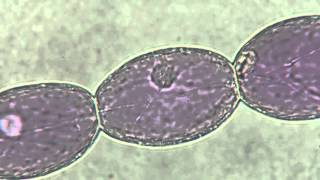 Cytoplasmic Streaming in stamen hair of Tradescantia [upl. by Ellatsyrc]