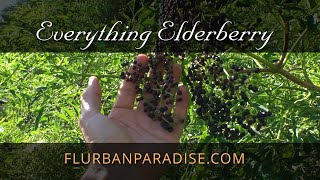 Discover the Power of Elderberry Enroll in the Online Course Today [upl. by Anierdna]