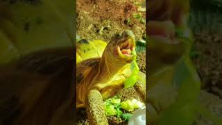 Trunky the Horsefield Tortoise eating his greens veronikakoleva2372 shorts short pets eating [upl. by Malina]