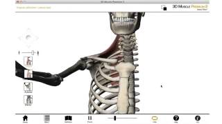 3 Scapulothoracic joint 3D anatomy tutorial [upl. by Analed]