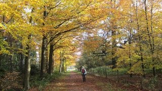 Blickling Hall Walks Weavers Way Norfolk Walks In England UK [upl. by Garzon]