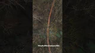 4K Forest Walk  Immersive Nature Sounds amp Aerial Views Shorts 🌲 [upl. by Mw]