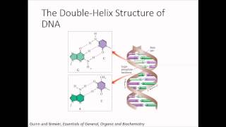 The Double Helix Structure of DNA [upl. by Eryt]