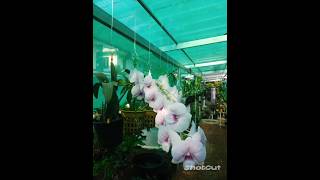 orchid flower plants orchid orchidflower [upl. by Rayner]