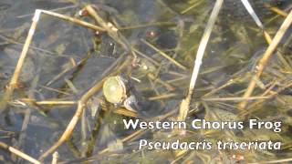 Pseudacris triseriata  Western Chorus Frog [upl. by Lynett]