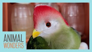 Turaco Crate Training for Shows [upl. by Garrek]