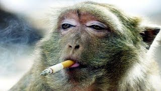 Funny Monkeys Videos  Funniest Monkey Will Make You Laugh Hard Compilation [upl. by Ringo]