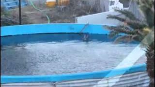 Misty the dolphin at Taiji Dolphin Base left to die alone [upl. by Ezara]