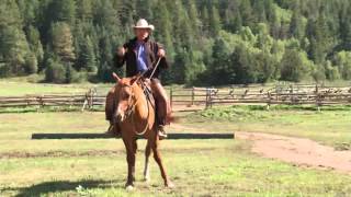 Pat Parelli Be Assertive Not Aggressive in Horse Training [upl. by Derfiniw403]