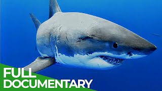 Adventure Ocean Quest The White Sharks of Guadalupe  Episode 4  Free Documentary Nature [upl. by Capps267]