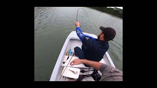 Mathew Fighting a Sandshark catchandrelease fishingsouthafrica fishing sandshark guitarfish [upl. by Ssidnac]