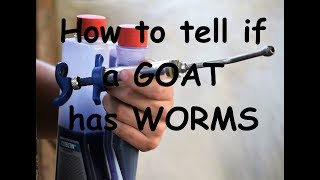 Goat Care Pt 10 Dealing with Parasites How to tell if a goat has worms [upl. by Rollin]