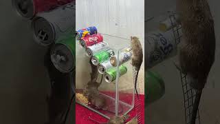 Best home mouse trapbest rat trap at home rat rattrap mousetrap [upl. by Younger380]