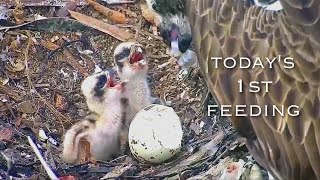 20🦅Osprey Nest／Port Lincoln Osprey Live Stream [upl. by Lorien]