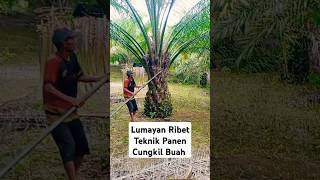 Teknik Pemanen Cungkil Buah palmoil panen sawit [upl. by Aviv13]