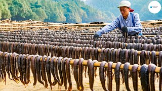 Cómo Los Chinos Cultivan Y Consumen Miles De Millones De Sanguijuelas  Agricultura [upl. by Greenlee]