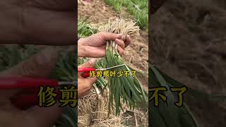 种韭菜，记住这四句话。韭菜 韭菜种植 怎么种植韭菜 韭菜种植方法 种韭菜 [upl. by Ahsinit869]