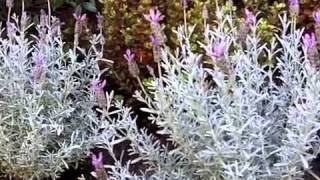 Lavandula stoechas Silver Anouk  Silver Anouk Spanish Lavender [upl. by Tamma822]